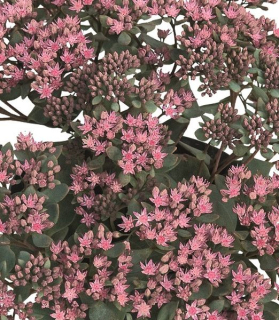 Sedum 'Grand Canyon'